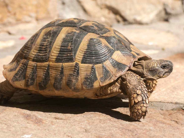 陸龜濕度終極指南：飼養關鍵與健康秘訣