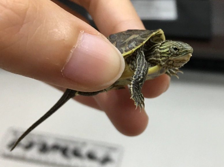 烏龜不吃東西 烏龜不吃東西