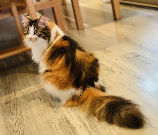 三花貓性格 三花貓性格