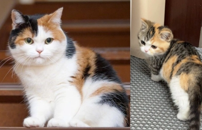 三花貓性格 三花貓性格