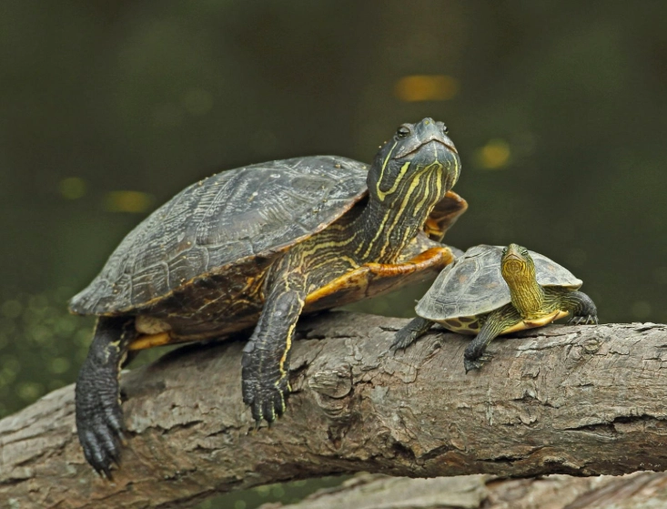 烏龜不吃東西 烏龜不吃東西
