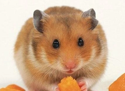 金絲熊照顧 金絲熊照顧