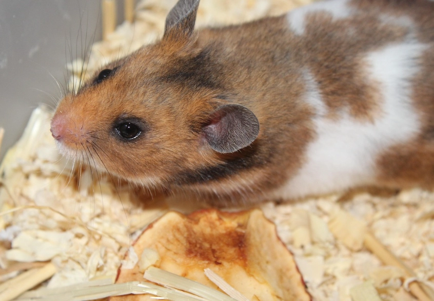 黃金鼠籠子尺寸 黃金鼠籠子尺寸