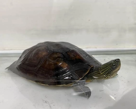 烏龜幾天餵一次 烏龜幾天餵一次