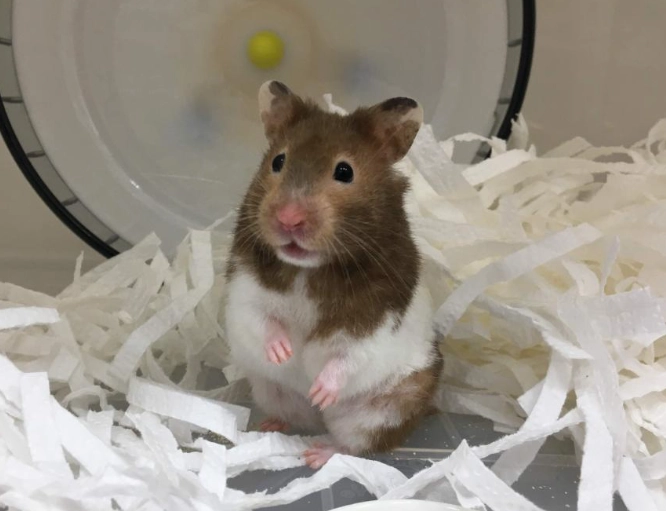 黃金鼠籠子推薦 黃金鼠籠子推薦