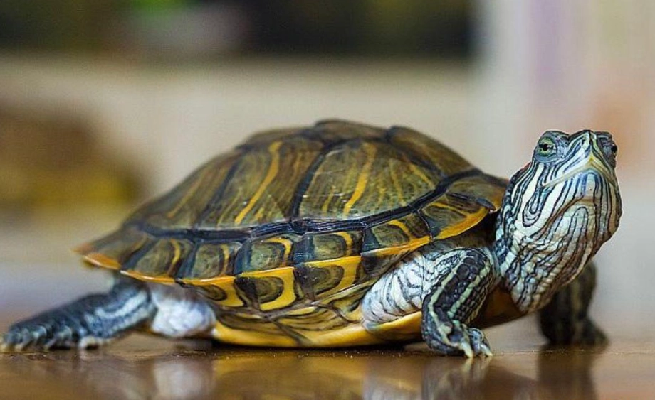 烏龜幾天餵一次 烏龜幾天餵一次