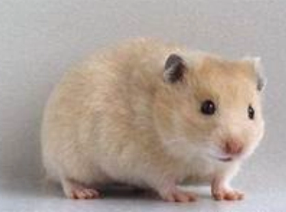 延長金絲熊壽命 延長金絲熊壽命