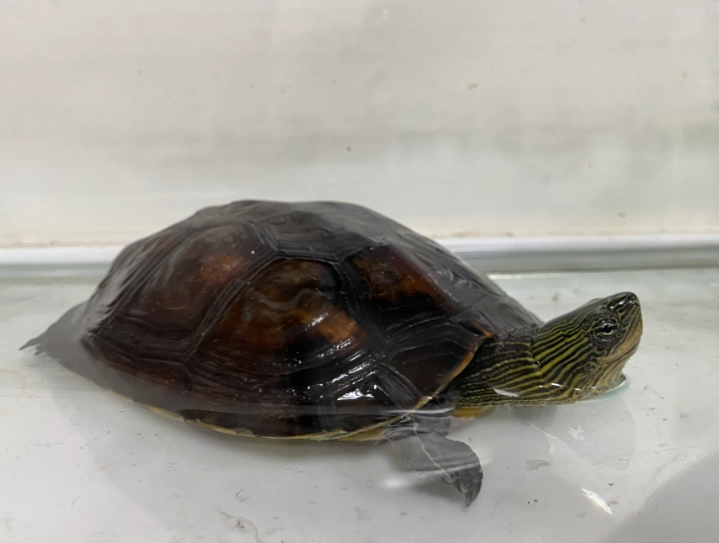 烏龜可以餓多久？獸醫詳解安全斷食期與緊急處理指南