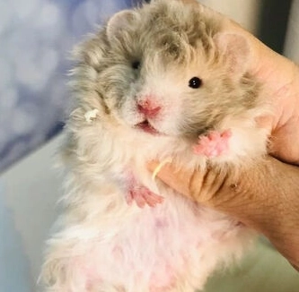 延長金絲熊壽命 延長金絲熊壽命