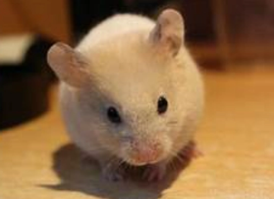 金絲熊照顧 金絲熊照顧