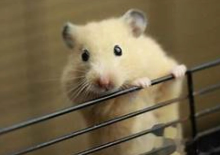 倉鼠