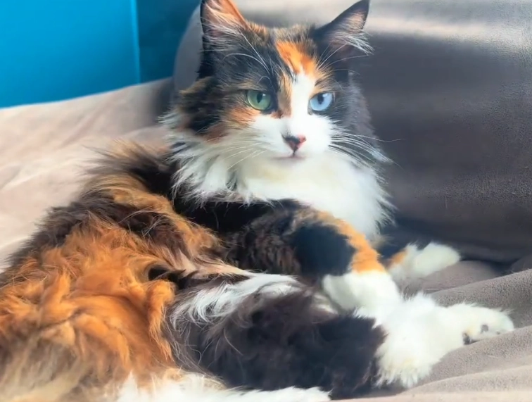 長毛貓照護 長毛貓照護