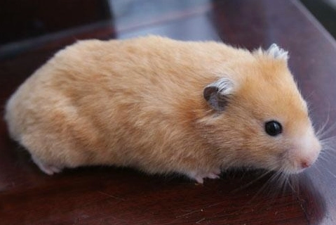 黃金鼠籠子推薦 黃金鼠籠子推薦