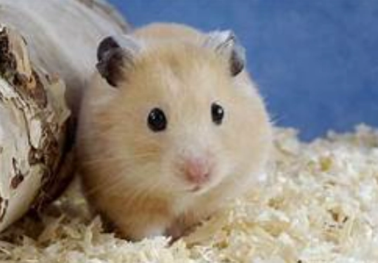 金絲熊照顧 金絲熊照顧