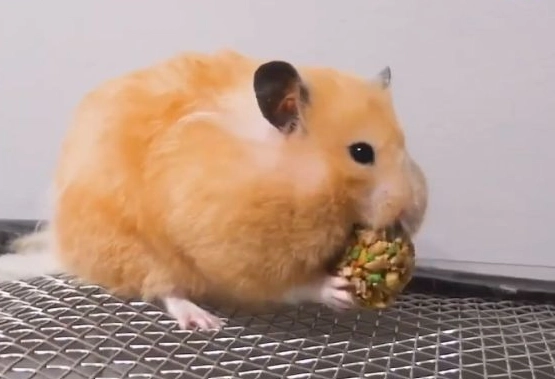 黃金鼠籠子大小選購終極指南：避開新手地雷，打造舒適鼠窩