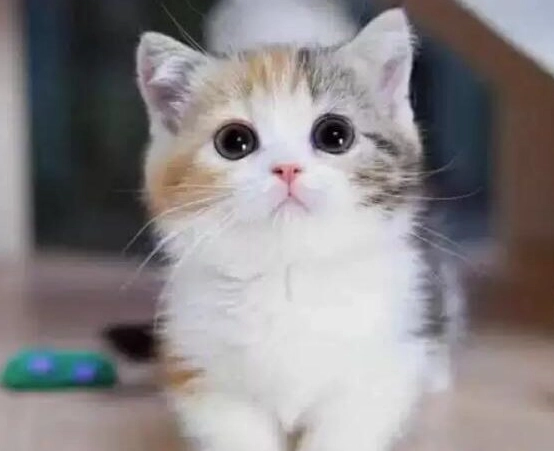 三花貓性格 三花貓性格