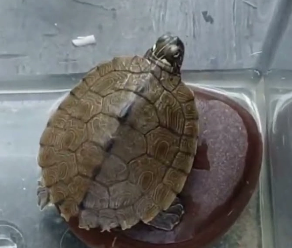 烏龜幾天餵一次 烏龜幾天餵一次