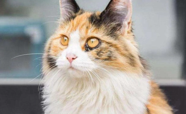 長毛貓照護 長毛貓照護