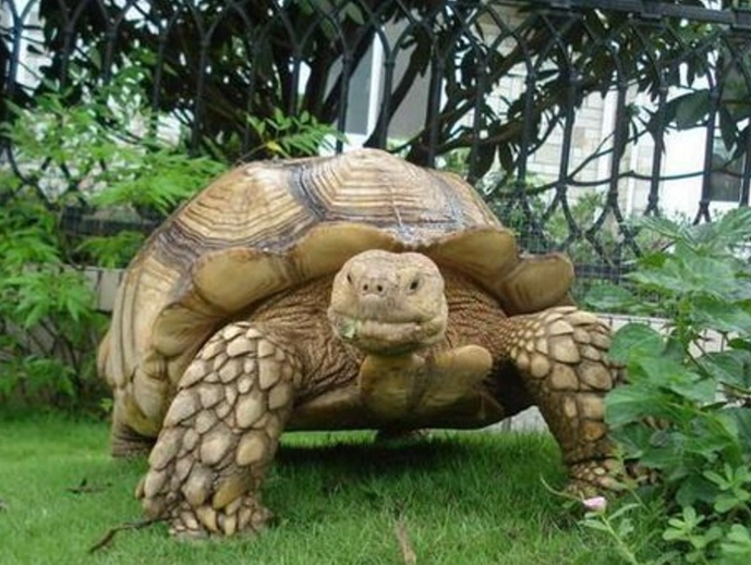 陸龜 過冬 方法