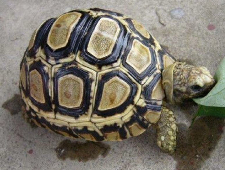 陸龜 冬眠 條件