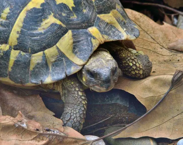 陸龜 過冬 方法