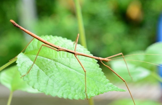 竹節蟲 偽裝
