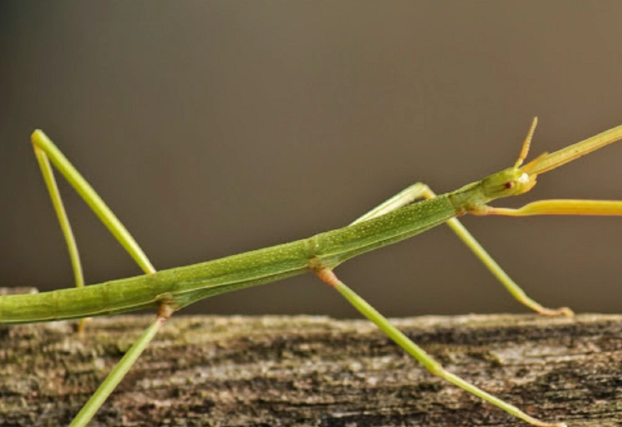 台灣竹節蟲觀察