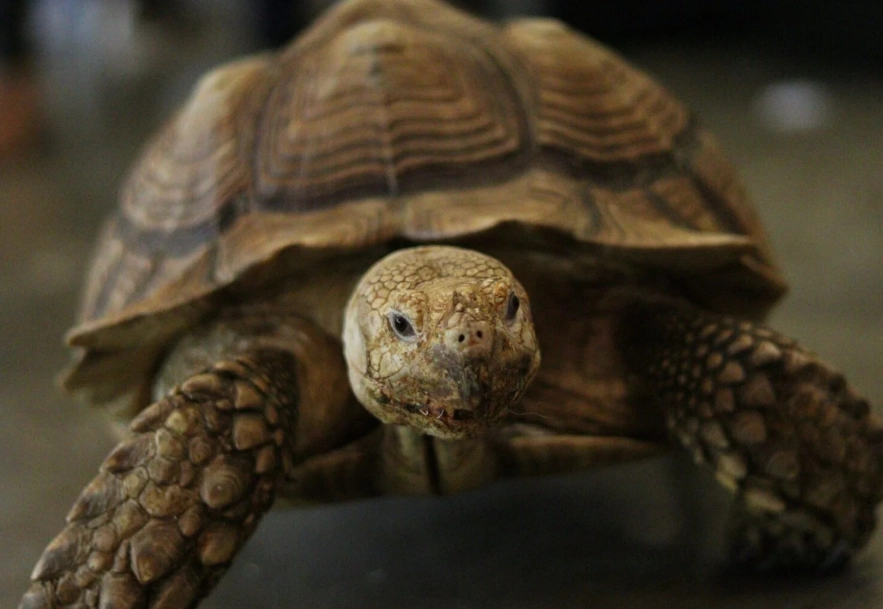 陸龜 冬天 保暖