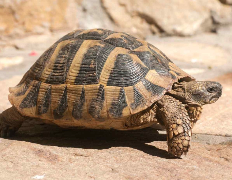 陸龜 冬眠 條件