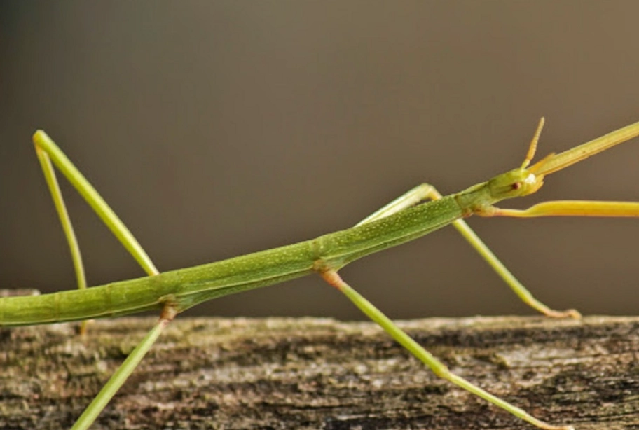 竹節蟲飼養技巧 竹節蟲飼養技巧
