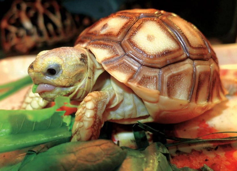 蘇卡達陸龜飼養