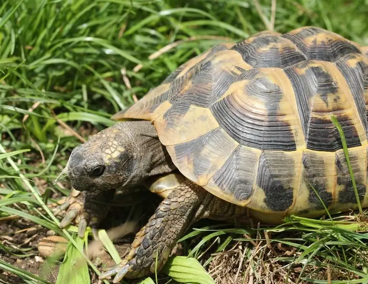 陸龜壽命 陸龜壽命