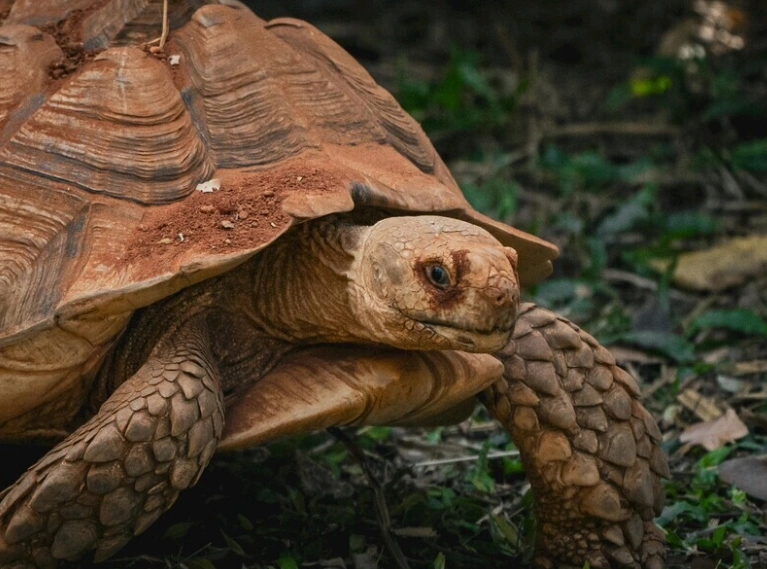 陸龜壽命 陸龜壽命