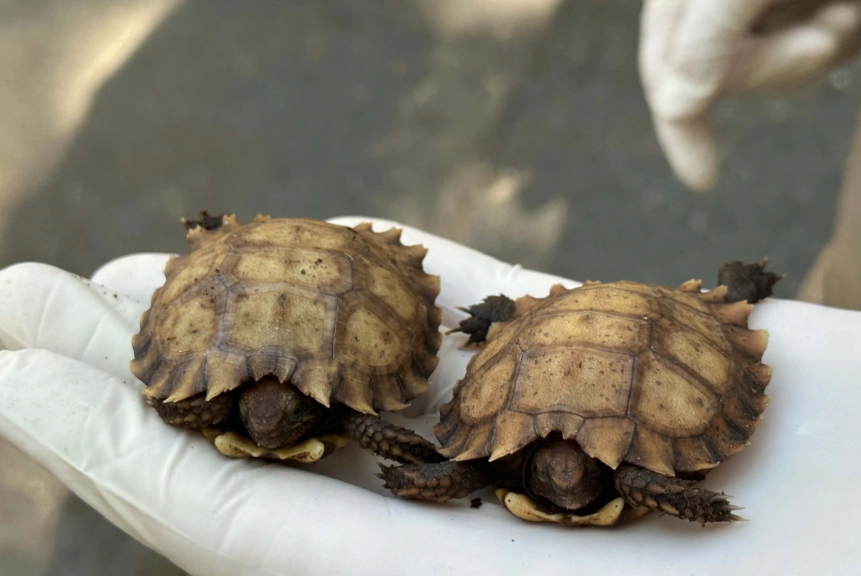 烏龜嗜睡原因 烏龜嗜睡原因