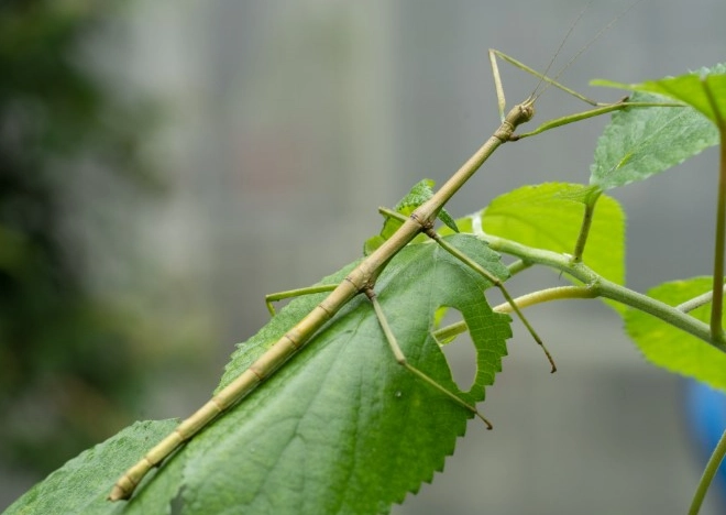 竹節蟲脫皮失敗怎麼辦?專家急救步驟與預防指南 竹節蟲脫皮失敗怎麼辦?專家急救步驟與預防指南