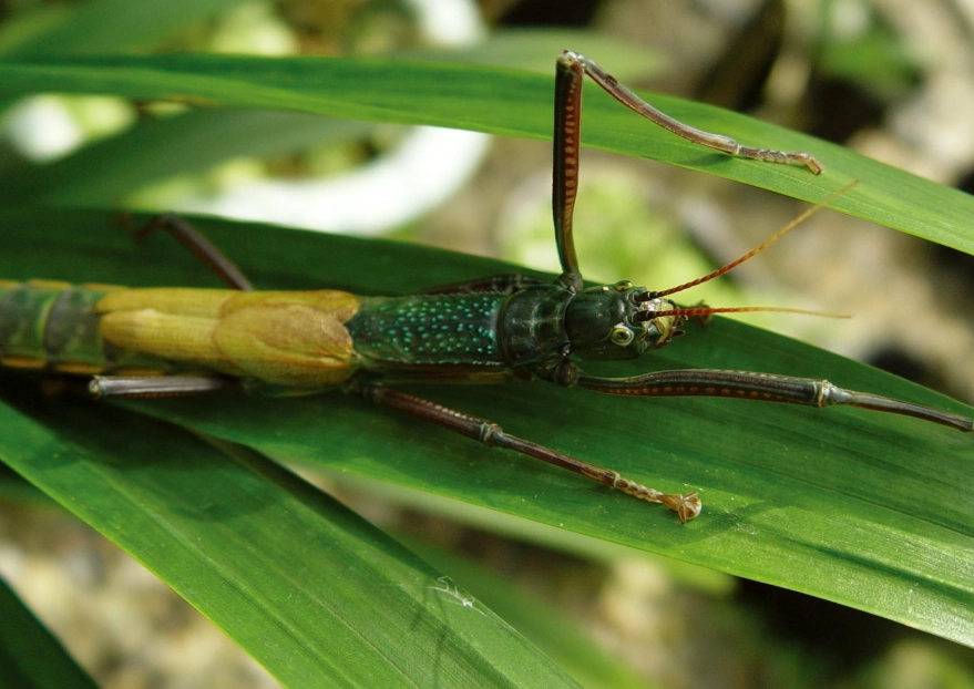 竹節蟲飼養技巧 竹節蟲飼養技巧