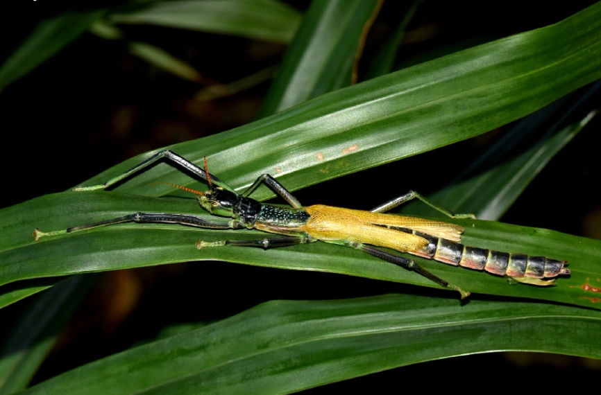 竹節蟲脫皮處理 竹節蟲脫皮處理