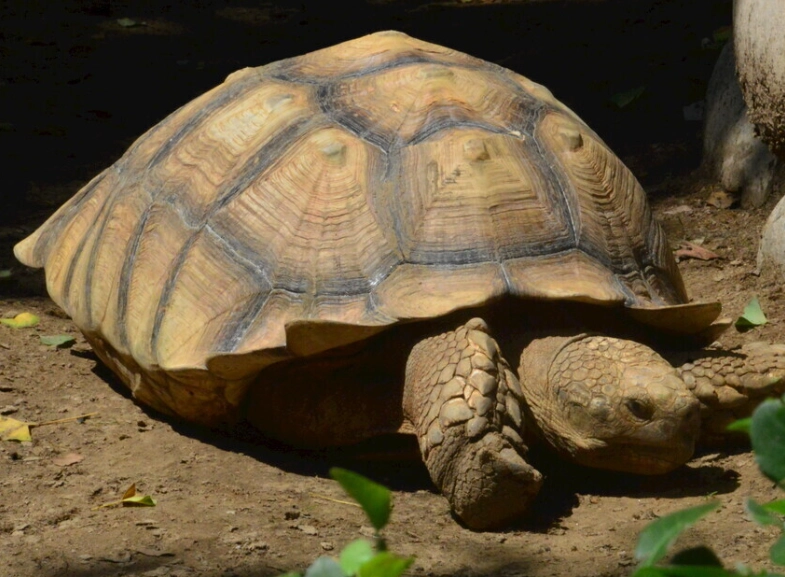 陸龜飼養技巧 陸龜飼養技巧