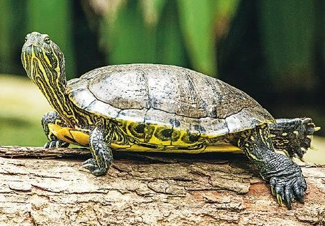 烏龜種類 烏龜種類