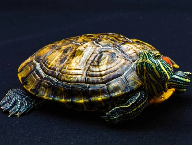 陸龜品種 陸龜品種