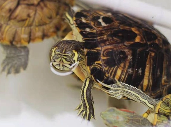 巴西龜互動訓練