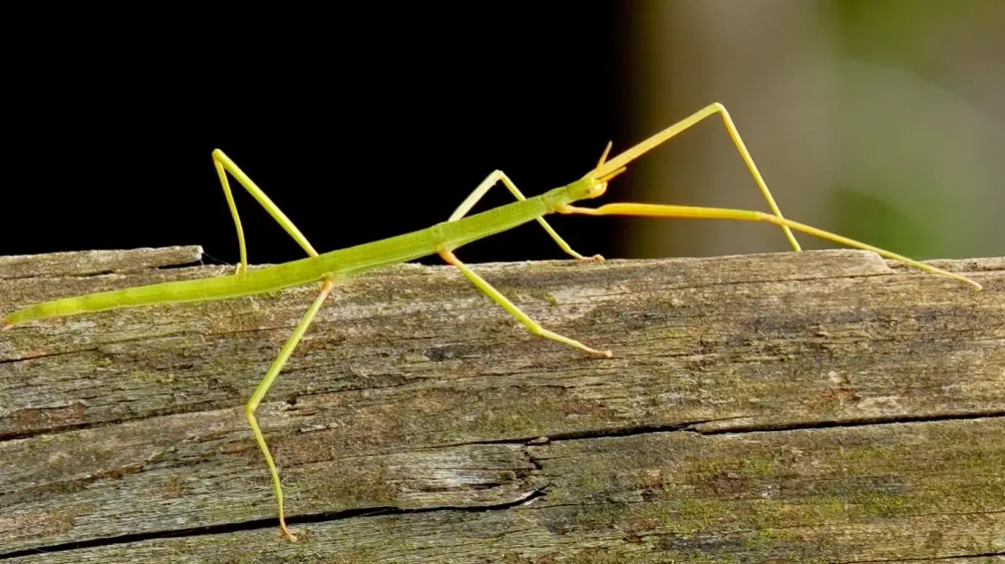 竹節蟲脫皮失敗 竹節蟲脫皮失敗