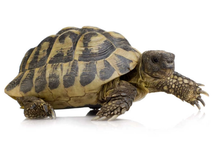 陸龜健康護理 陸龜健康護理