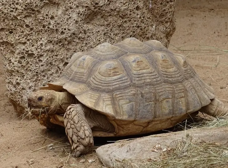 蘇卡達陸龜飼養