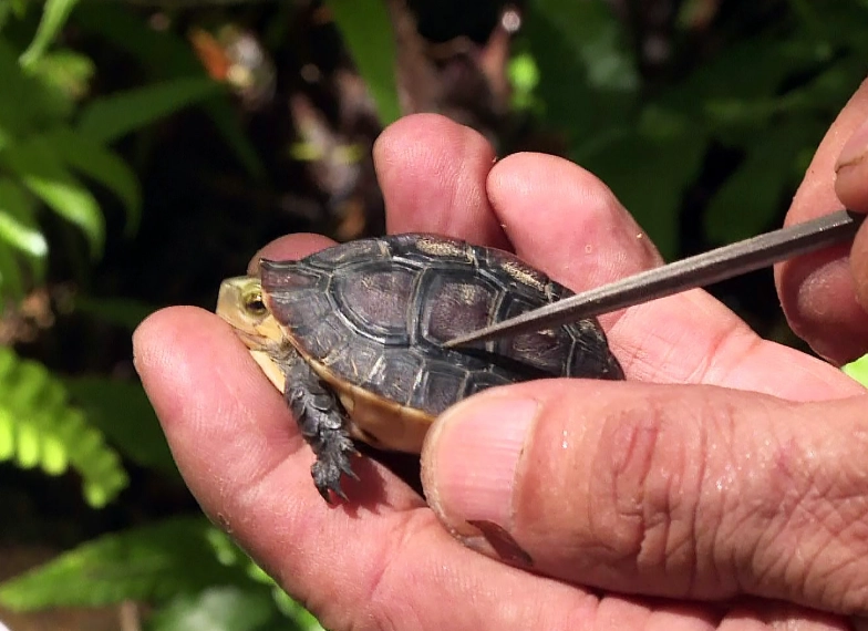 烏龜嗜睡原因 烏龜嗜睡原因