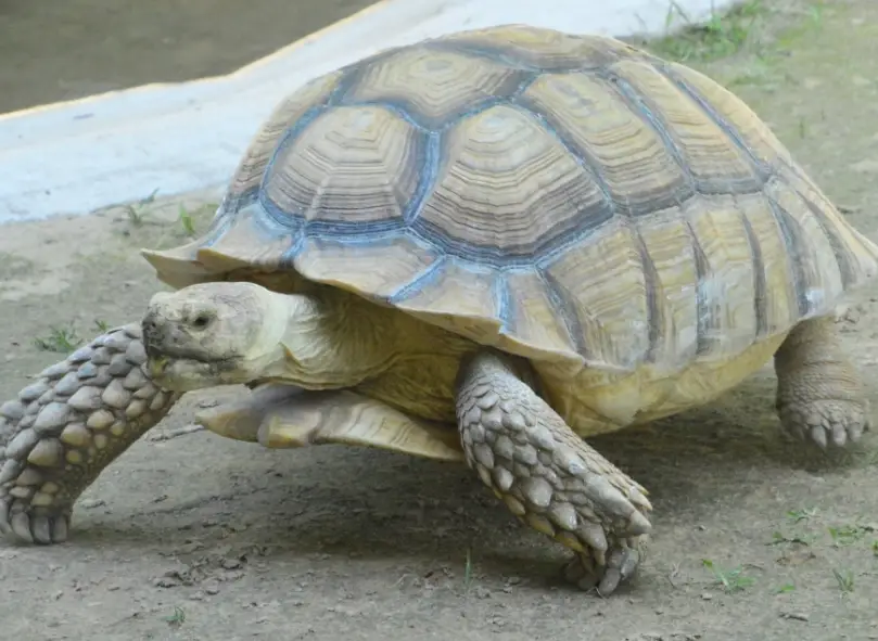 陸龜飼養技巧 陸龜飼養技巧