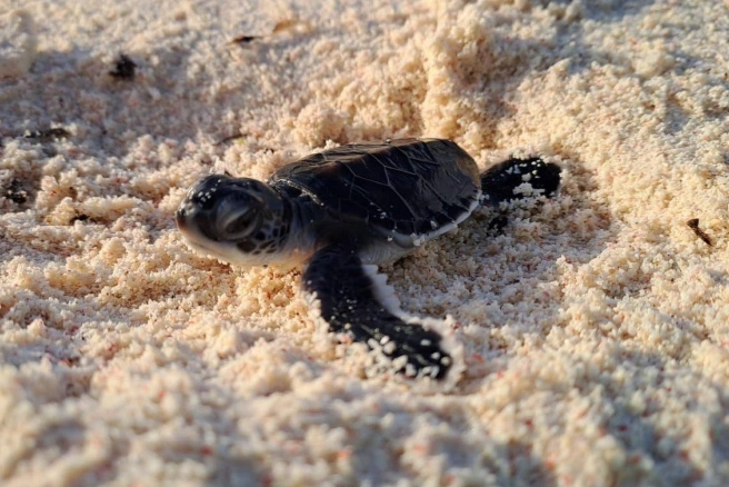 烏龜嗜睡原因 烏龜嗜睡原因