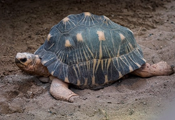 龜類疾病症狀 龜類疾病症狀