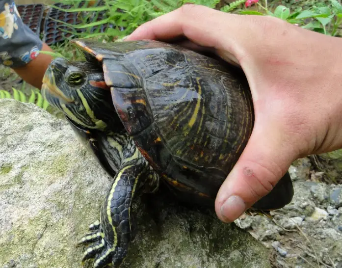 水龜飼養 水龜飼養