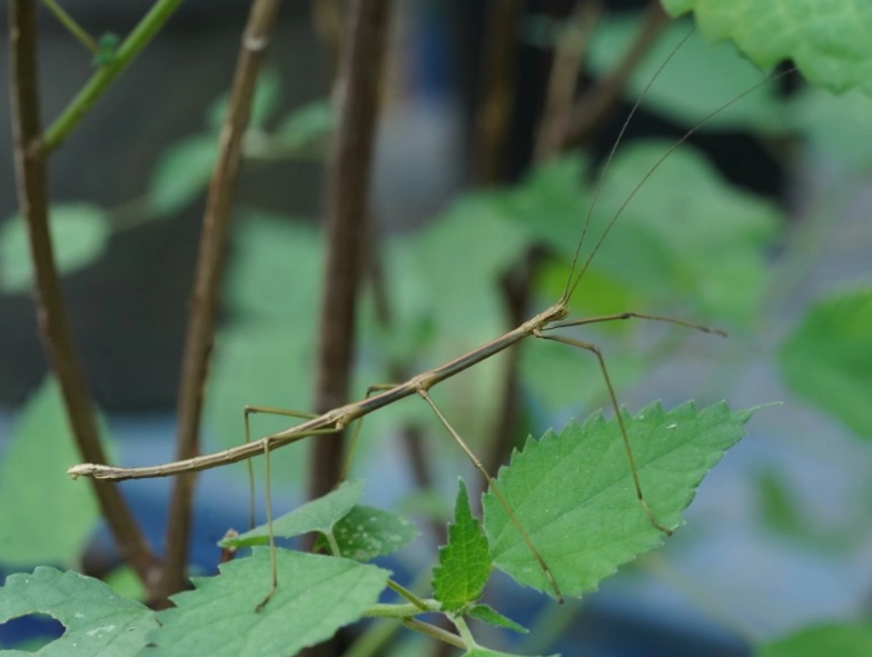 竹節蟲脫皮處理 竹節蟲脫皮處理